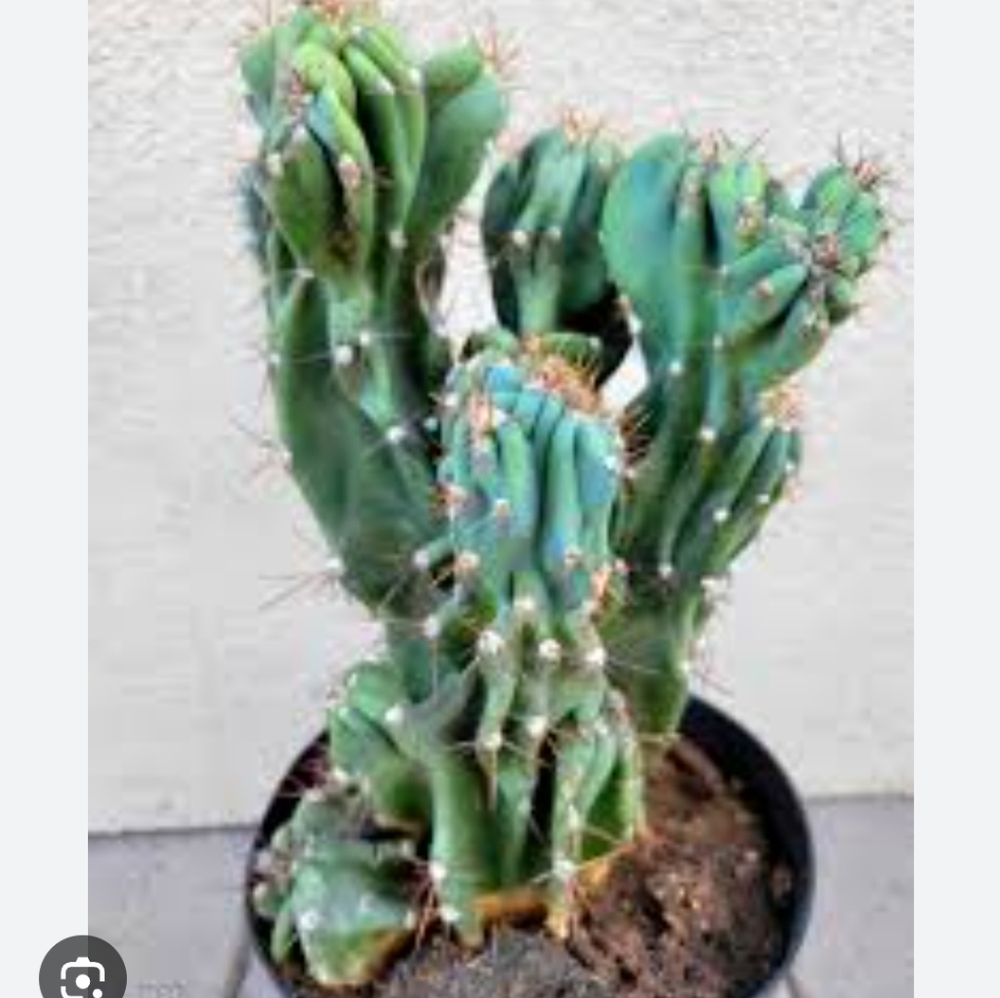 Cereus Peruvianus Rare Montrose Blue Agave Green Cactus